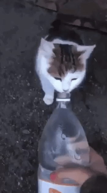 a cat getting water splashed on him