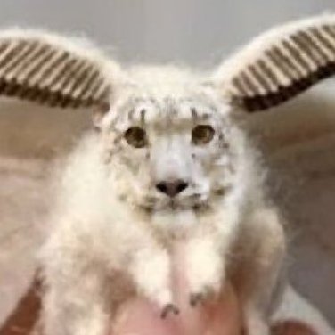 tiguer that is also a moth