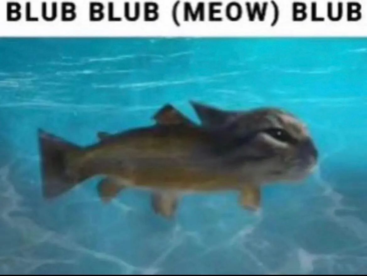 featured cat, its a fish with a cat's face photoshopped into it