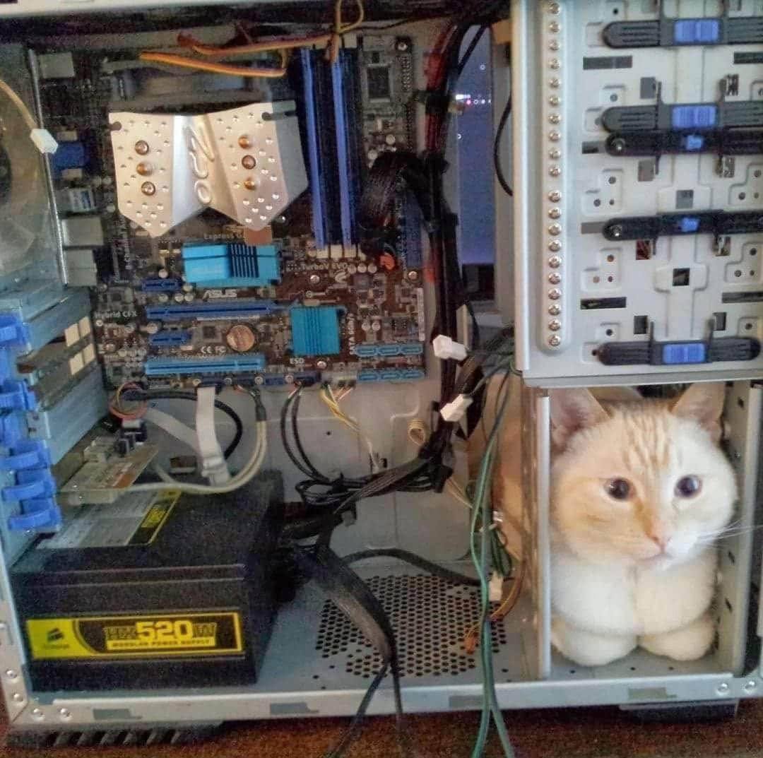 a cat inside a desktop computer