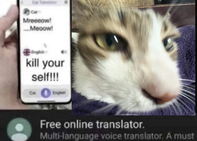 online translator of a cat saying meow meow and it translates to kill your self!!!