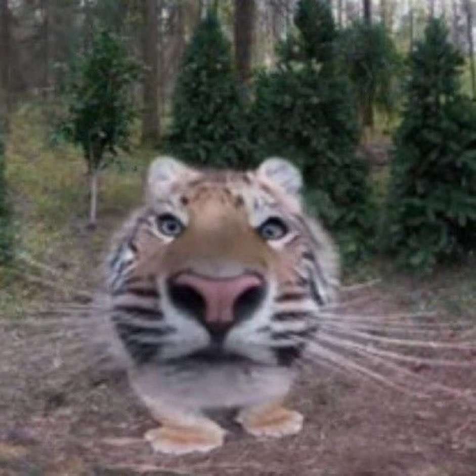 featured cat, its a stupid ass looking tiger