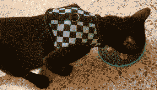 steve licking the sauce treat from a plate