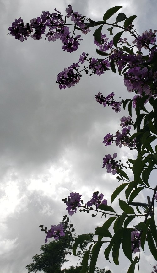 a picture of some pink flowers with a bit of a grey sky in the background