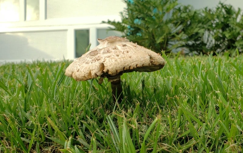 mushroom