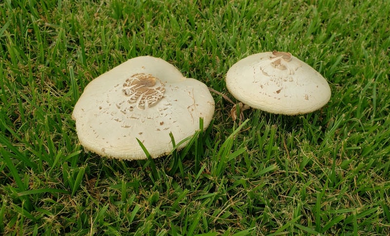 2 mushrooms on the grass