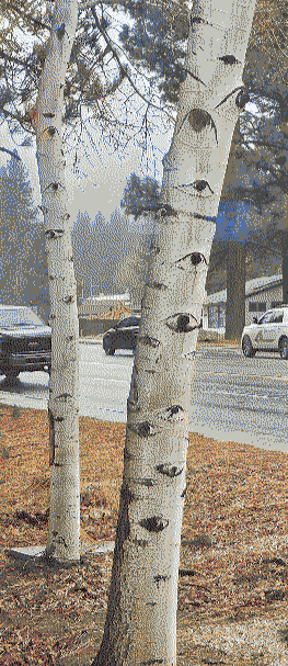 creepy trees that look like they have eyes