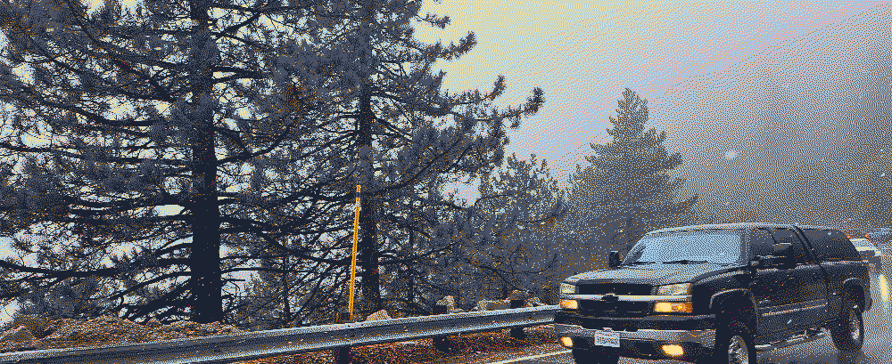 trees and snow while in a road