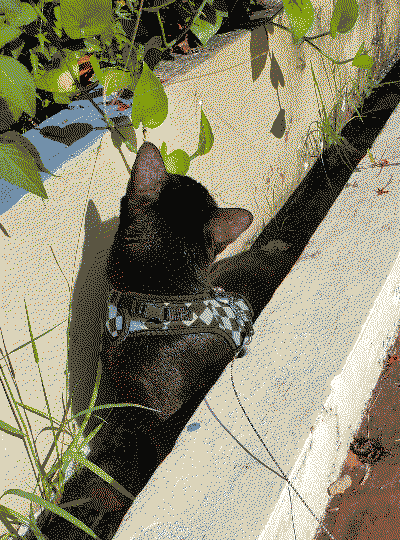 steve on his almost daily walk